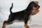 Fly Star Evita