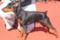 Duvinal Pitt Persival