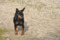 Dream Dog's Project Jena Aka Lexie