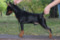 Brift Star Zeus