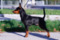 Yan Du Demon Dog