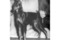 Bel-Roc's Dobe V Enztal