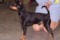 Fido Z Pyselky