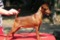 Impala Xantana-Xondra