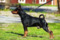 Geordani's Cassanova In Black