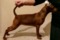 Schone Hund Jelannaya Zvezda
