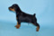 Yun Marsson New Winner Dog