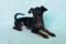 Stella Orientales Beatrice