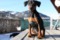 Flame Vom Camp Achensee