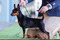 Cane Incanto Bugatti