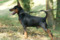 Batterflay Land Flash Royal