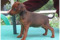Izherstay Bruno-Amber