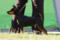 Schwima's Daddys Girl Dharma