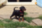Regina's Minpin Keep Cool Hero