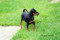 Regina's Minpin King Of Hearts
