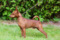Del Foionco Gibbs