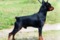 Barclay Black Del Ailend