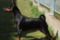 Be Pawsitive Endless Summer