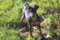 Regina's Minpin Nike