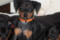 Regina's Minpin Noelle