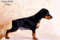 Swan Black Ultro
