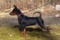 Humblepup Just Brilliant