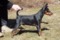 Humblepup Just A Gigolo