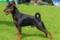 Royal Boru Kolinger