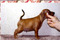 Stella Orientales Hunter