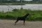 Schone Hund Karmen