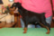 Duvinal Astor Adonis