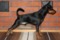 Rapid Master's Tiny Moonshadow