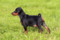 Multatuli Random