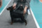 Swan Black Esfira