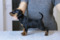 Multatuli Uillsmit