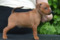 Kiwillas High Coast