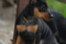 Rihanna Z Klanu Lobuzow