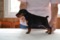 Guard Gipper Del Ailend