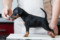 Santa Julf Pepita