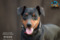 Ksiaze Z Bajki Lichnerowicz Kennel