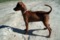 Humblepup Amulet
