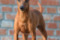 Jaga Lichnerowicz Kennel