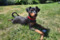 Regina's Minpin Leonie