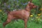 Pinscher's Mania Advocat