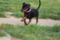 Regina's Minpin Lotus