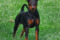 Regina's Minpin Neverending Story Dino