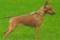 Pinscher's Mania Bogema