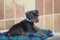 Regina's Minpin Lovely Jack