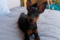 Regina's Minpin Luna