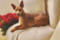 Regina's Minpin Estelle